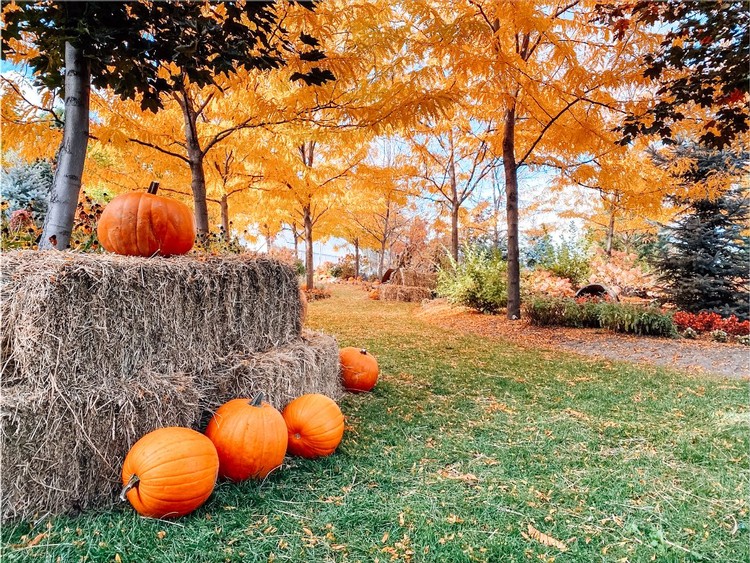 Pumpkin Patch Individual Adult Ticket